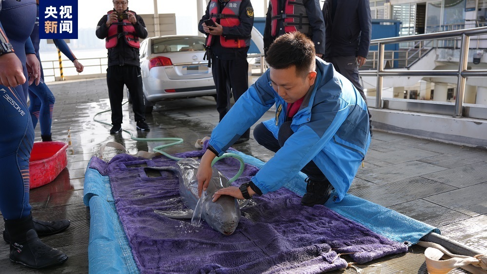 杭州钱塘江边一只江豚搁浅 渔业执法大队紧急出动救援